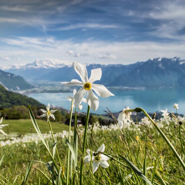 Printemps des narcisses - Montreux