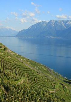 Humeurs vagabondes dans les vignes