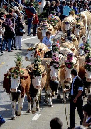 Désalpe 2015