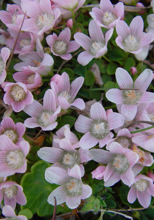 Anagallis Tenella (Mouron délicat)