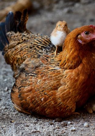 Pâques à la ferme