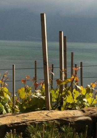 Murets en Lavaux Genevieve Fol Murets en Lavaux Genevieve Fol