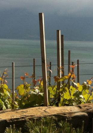 Murets en Lavaux