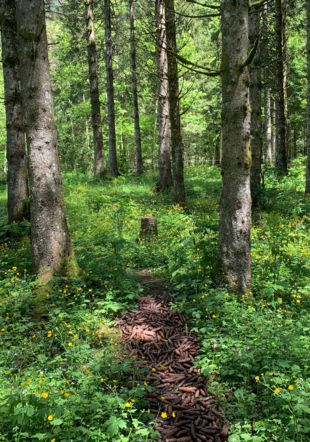 Sentier pieds nus