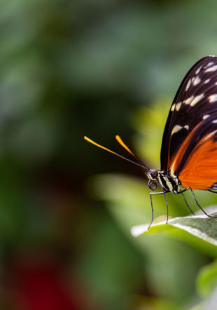 Serre aux papillons