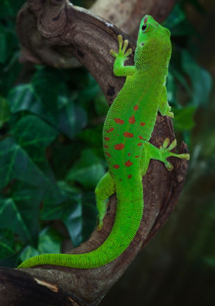 Phelsuma madagascariensis