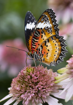 La Serre aux papillons, chez Schilliger à Gland