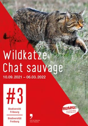 Chat sauvage_2021_