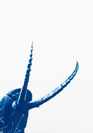 Cyanotype « capra ibex 1/10 »