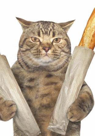 COVER IMAGE : chat et baguettes de pain