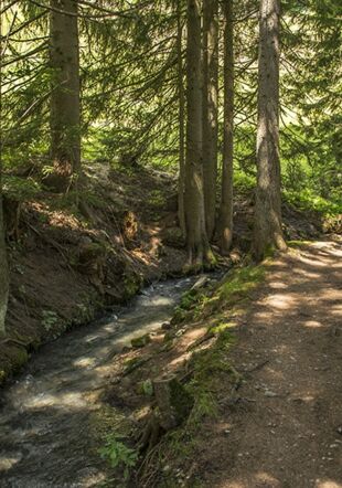  https://www.les-bisses-du-valais.ch/fr/
