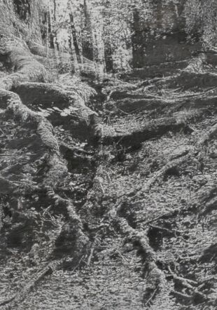 Alain Huck, Twin Roots, 2013, fusain sur papier Alain Huck, Twin Roots, 2013, fusain sur papier