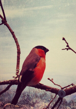 C'est la photo d'un petit oiseaux aux couleurs rouges. Il est posé sur une branche. © Magali Dougados