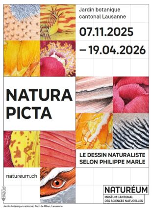 Dessins de Philippe Marle @natureum2025