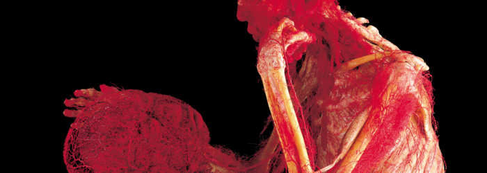 body worlds exposition palexpo genève body worlds exposition palexpo genève