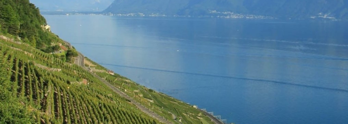 Humeurs vagabondes dans les vignes Humeurs vagabondes dans les vignes