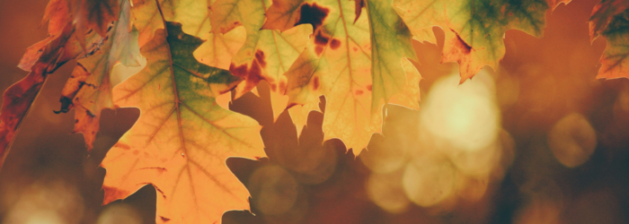 Automne Automne