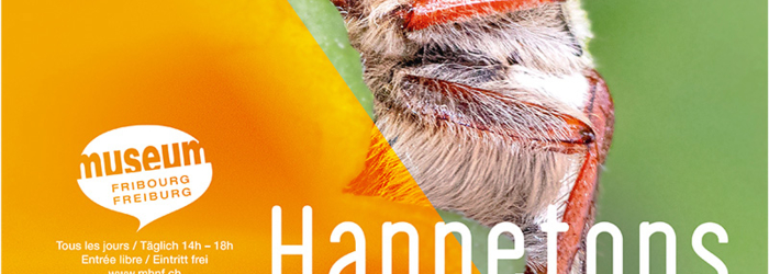 Exposition Hannetons Musée d'histoire naturelle de Fribourg Exposition Hannetons Musée d'histoire naturelle de Fribourg