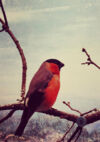 C'est la photo d'un petit oiseaux aux couleurs rouges. Il est posé sur une branche. © Magali Dougados