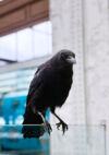 C'est un oiseau noir, très probablement un corbeau sur une parroi transparente. Derrière lui on aperçoit un bâtiment, comme s'il était dans un environnement de ville. © Magali Dougados