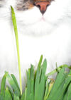 C'est l'image d'un chat, il est très proche de la caméra et on voit son visage avec une expression très drôle. © Magali Dougados