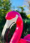 C'est la photo d'une partie de bouée flammard rose. © Magali Dougados